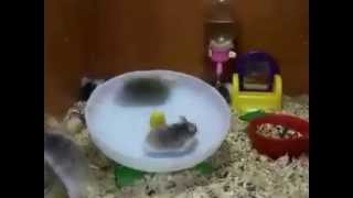 2 Hamsters 1 Wheel  best EDM version [upl. by Darin]