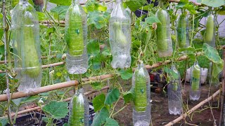 Unique way to grow gourds in plastic bottles  Grow gourds for family meals [upl. by Gnouhc]