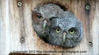 Funniest and Cutest Baby Screech Owls [upl. by Madai373]