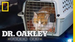 Treating a Coughing Cat  Dr Oakley Yukon Vet [upl. by Allenotna236]