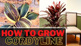 How to Grow Cordyline Plant Indoors  Ti Plant Care [upl. by Farver]