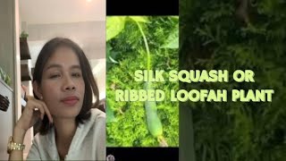 Plants Pal TV is live SILK SQUASHRIBBED LOOFAH PLANT trending vegetable youtubegardening [upl. by Dixie]