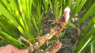 बोझोको औषधीय उपयोगिताMedicinal importance of Sweet flagAcorus calamus [upl. by Ramunni751]