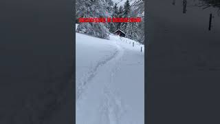 Spaziergang in Schwarzwald newsong song music love lovesong [upl. by Ahsehyt]