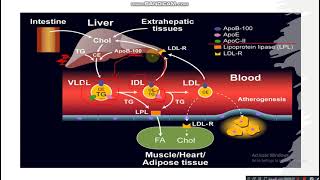 VLDL Metabolism [upl. by Zerdna]