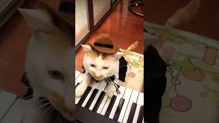 Watching it lying on the piano in its formal attiresuddenly sitting up startled me beethoven cat [upl. by Urba]