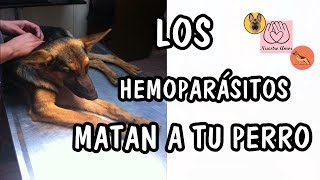 SALVA A TU PERRO DE LOS HEMOPARÃSITOS Nuestro Amor [upl. by Bidget]