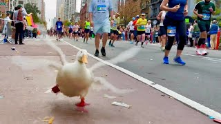 Wrinkle the Duck Runs NYC Marathon  wins medal 🏅🦆✨ [upl. by Meibers]