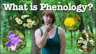 What is phenology [upl. by Sheela791]