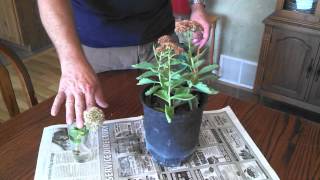 Propagating Sedum Plants [upl. by Llegna]