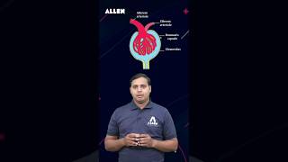 NEET 2024  Malpighian Body  Renal Corpuscle  Important Diagram Based Question shorts [upl. by Ardried847]