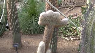 Amazing Big Cactuses at Kew Gardens London Wonderful experience [upl. by Anitsirt]