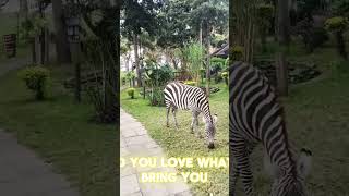 The Zebras love zebra wellbeing outdoors nature shortsafrica shortfeed fyp youtubeshorts [upl. by Esilahs741]