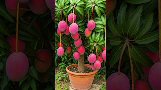 🌿Grow Mango Tree Faster with This Proven Method for Beginners mango fruittree [upl. by Ayalahs792]