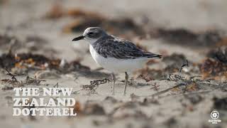 THE NZ DOTTEREL [upl. by Merfe905]