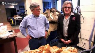 Dinosaur Fossils at the American Museum of Natural History [upl. by Aggi]