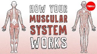 How your muscular system works  Emma Bryce [upl. by Alleris]