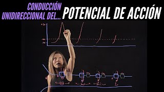 Conducción unidireccional del potencial de acción del axón gracias a las compuertas del canal de Na [upl. by Sukramed]