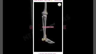 Muscles of the Lower Limb  Anatomy Modellower limb structurelearn to English bonestructure neet [upl. by Caneghem]