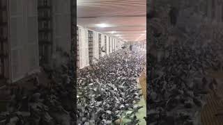 অনেক কবুতরকে একসঙ্গে কিভাবে খেতে দিবেন fact birds pigeon viralshort viralyoutube viralvideo [upl. by Shalna]