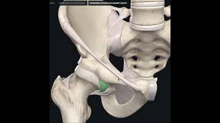 Ligamentos da articulação do quadril [upl. by Elinor881]