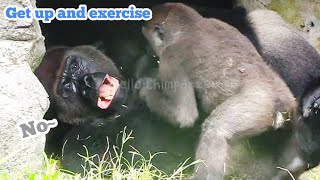 小J偶阿爸太懶了😆🤣Silverback gorilla family interactionsDjeeco FamilyTayariJabaliIrikiRingo [upl. by Schwarz]