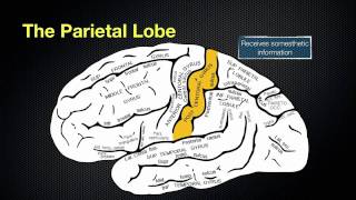 066 The Anatomy and Function of the Parietal Lobe [upl. by Marilou115]