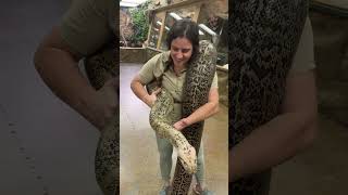 Giant Beautiful Burmese Python In The Zoo 😱🐍 [upl. by Eden]