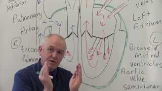 Cardiovascular System 1 Heart Structure and Function [upl. by Tait]