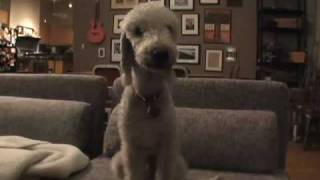 Rocco The Talking Bedlington Terrier [upl. by Radie329]