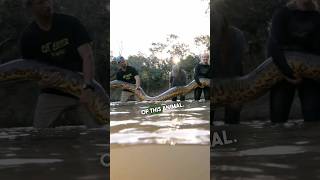 We Caught A 20Foot Anaconda In The Amazon Jungle [upl. by Bak439]