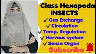 Hexapoda  Insect Gas Exchange Circulation Temperature RegulationNervous system Sense organ [upl. by Yemorej]