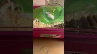 Im rly fast like broom broom cutesong nibbles pets gorilatag nibblers roborvski hamster nib [upl. by Harod86]