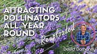 How to attract pollinators to your garden all year round  reuploaded [upl. by Ymmaj]