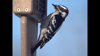 Downy Woodpecker DrummingPecking Fast in Central Park Ramble [upl. by Ytnom]