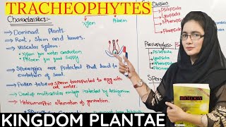 Tracheophytes class 11 characteristics of tracheophytes kingdom plantae UrduHindi [upl. by Theobald]