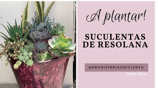 👩🏼‍🌾 Arreglo de suculentas Para Resolana y Sus Nombres [upl. by Aita]