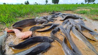 top fishing unique catch a lots of fishes at rice field by hand best fishing [upl. by Suidaht]