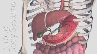 Introduction to the Digestive System  Animated Tutorial  Complete Anatomy [upl. by Adabel743]