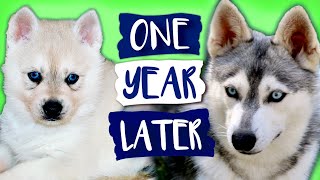 Live Puppy Cam Adorable Alaskan Klee KaiMiniature Husky Puppies [upl. by Noryt738]