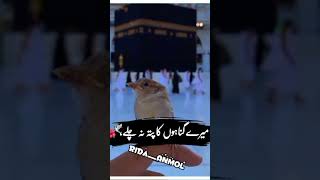 Ak banda nabi Kareem saww🤗🙏💖😇 ki Braga ma aya virlvideo shortclip youtubeshorts [upl. by Nilrev]