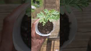 Organic healthy chickpea plants food fypシ゚viral vegan [upl. by Dragelin]