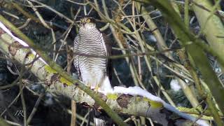 Sperber Accipiter nisus [upl. by Rosenkranz]