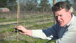 Isons Nursery How to Plant a Muscadine Vine Instructional [upl. by Muryh]