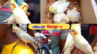 স্বাস্থবান কিছু ককাটেল বাচ্চা ককাটেল পাখির দাম  Cockatiel Bird Price In Bd মিরপুর হাট [upl. by Anton426]