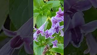 Asystasia intrusa flowers in my garden todays bloom plantlovershortsfeedshortvideoshortsfeed [upl. by Bathsheeb]