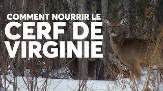 NOURRIR LE CERF DE VIRGINIE pour aider sa SURVIE EN HIVER [upl. by Quincey]