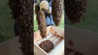 Honey bee Swarming beekeeper starting anew Hive viral [upl. by Arinay]