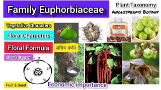 Family Euphorbiaceae  Euphorbiaceae family  Plant taxonomy [upl. by Annasus]