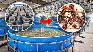 SHOCKING Indoor Lobster Farm Harvests BILLIONS Per Year [upl. by Eimam]